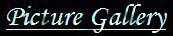 - Picture Gallery -